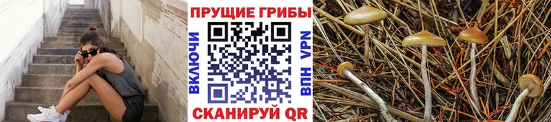 Псилоцибиновые грибы мицелий  Братск 